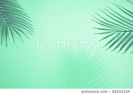 棕櫚樹和陰影背景 棕櫚樹和陰影背景 88202584