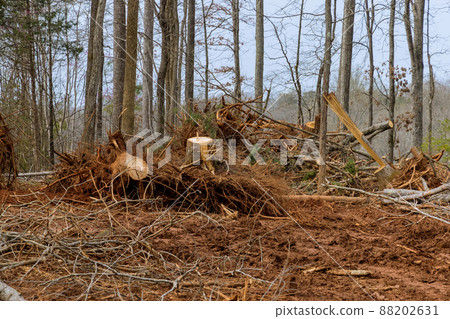 Preparation land for new residential construction with wide stump with roots a cutting forest 88202631