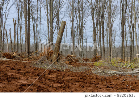 Feelled tree roots removed in forest with preparing land for housing new complex 88202633