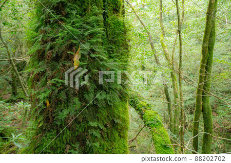 Green moss growing on Sugi on Yakushima 88202702