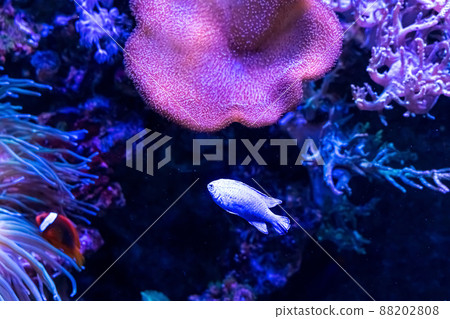 Animals of the underwater marine world. Ecosystem. Multicolored tropical fish. Life in a coral reef. 88202808