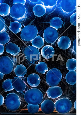 a lot of jellyfish animal background. Jellyfish pattern 88202810
