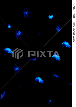 Jellyfish swim through the dark ocean. Their shapes are fascinating. Dangerous jellyfish. Jellyfish swim through the dark ocean. Their shapes are fascinating. Dangerous jellyfish. 88202828