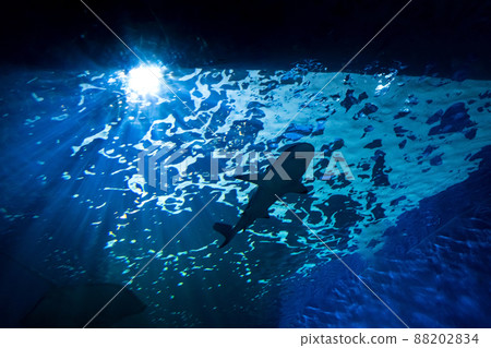Big shark in the oceanarium, in the sea in the aquarium. Close-up 88202834