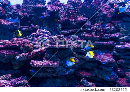 Animals of the underwater marine world. Ecosystem. Multicolored tropical fish. Life in a coral reef. 88202855