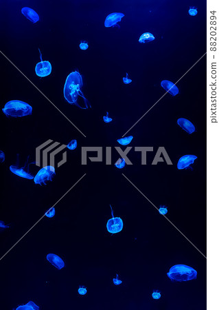 Jellyfish swim through the dark ocean. Their shapes are fascinating. Dangerous jellyfish. Jellyfish swim through the dark ocean. Their shapes are fascinating. Dangerous jellyfish. 88202894