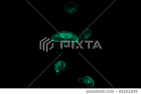 Jellyfish swim through the dark ocean. Their shapes are fascinating. Dangerous jellyfish. Jellyfish swim through the dark ocean. Their shapes are fascinating. Dangerous jellyfish. 88202895