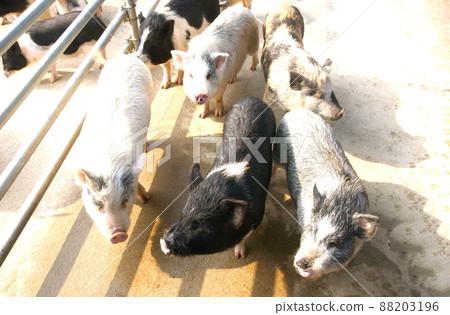 Icheon Pig Museum 88203196