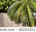 Banana-like cycad 88203422