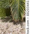 Shade of cycad 88203441