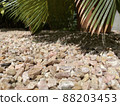 The shade of a cycad that looks cool 88203453
