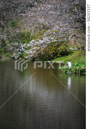 春天櫻花盛開的箱宮公園 春天櫻花盛開的箱宮公園 88203527