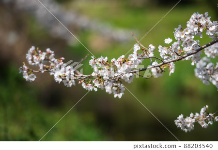 春天櫻花盛開的箱宮公園 春天櫻花盛開的箱宮公園 88203540