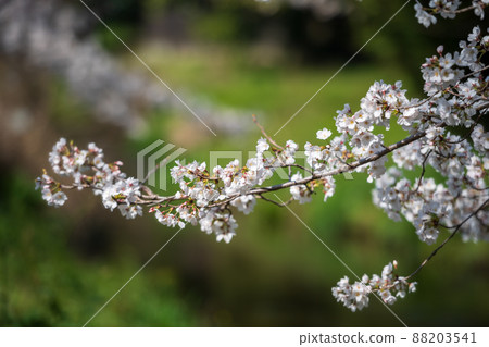 春天櫻花盛開的箱宮公園 88203541