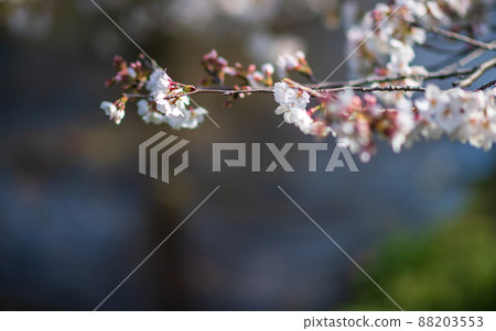 春天櫻花盛開的箱宮公園 春天櫻花盛開的箱宮公園 88203553