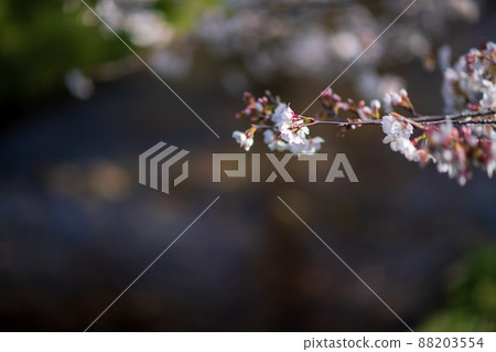 Scenery of cherry blossoms in full bloom in Hakenomiya Park in spring 88203554