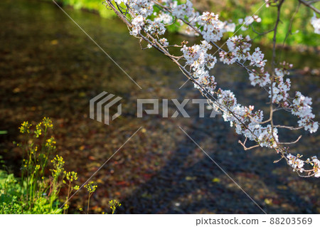 春天櫻花盛開的箱宮公園 88203569