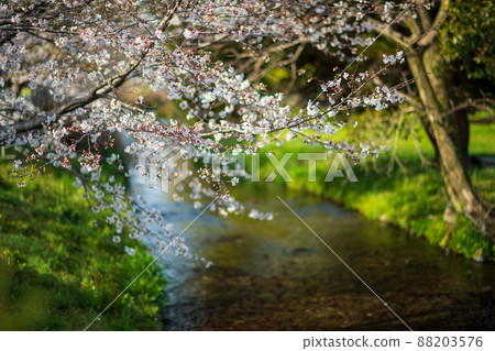 Scenery of cherry blossoms in full bloom in Hakenomiya Park in spring Scenery of cherry blossoms in full bloom in Hakenomiya Park in spring 88203576