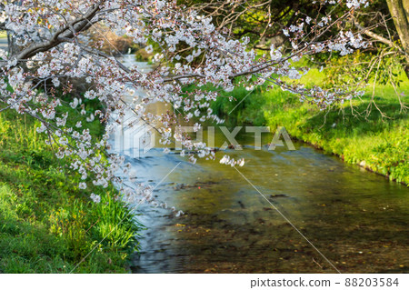 春天櫻花盛開的箱宮公園 春天櫻花盛開的箱宮公園 88203584