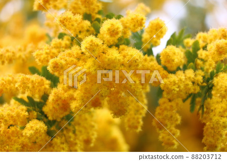 含羞草 含羞草 88203712