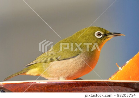 White-eye White-eye 88203754
