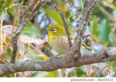 White-eye White-eye 88203815