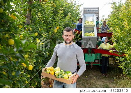 Farmer standing with box of harvested apples Farmer standing with box of harvested apples 88203840