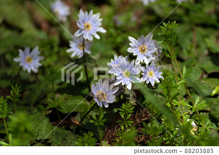 Early spring Yukiwariichige Early spring Yukiwariichige 88203885