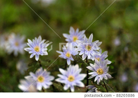 Early spring Yukiwariichige Early spring Yukiwariichige 88203886