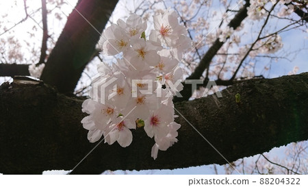 Sakura on a branch Sakura on a branch 88204322