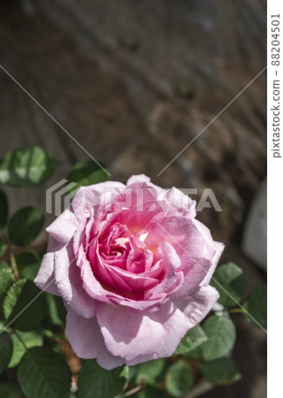 fresh pink rose flower in a garden 88204501