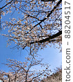 Beautiful cherry tree 88204517