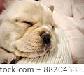 French bulldog sleeping face 88204531