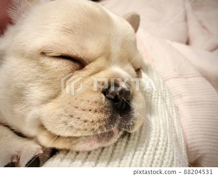 French bulldog sleeping face 88204531