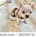 French bulldog puppy in a dress 88204532