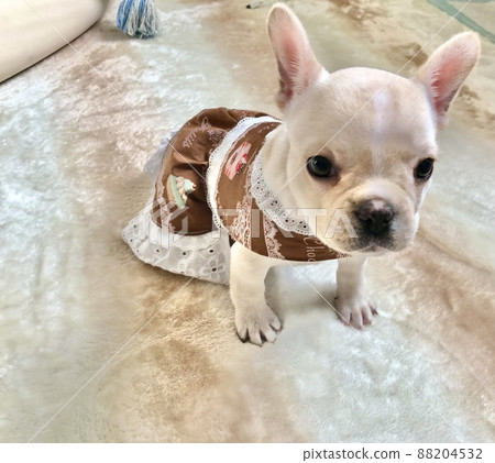穿著裙子的法國鬥牛犬小狗 穿著裙子的法國鬥牛犬小狗 88204532