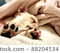 Sleeping puppy paws 88204534