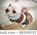 French bulldog puppy in a dress 88204535