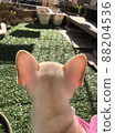French bulldog puppy ears 88204536