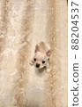 French bulldog integrated with carpet 88204537