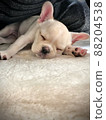 Pig's bed rest 88204538