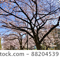 Cherry tree  88204539