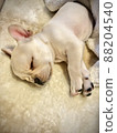 Sleeping french bulldog puppy 88204540