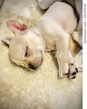睡覺的法國鬥牛犬小狗 睡覺的法國鬥牛犬小狗 88204540