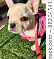 French bulldog puppy 88204541