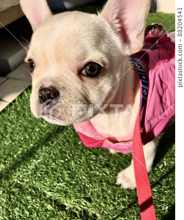 French bulldog puppy French bulldog puppy 88204541