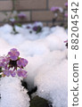 Thaw flowers 88204542