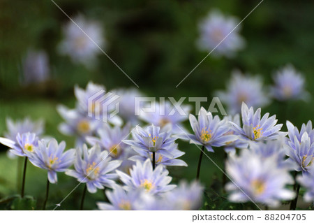 Anemone keiskei blooming in the satoyama in early spring Anemone keiskei blooming in the satoyama in early spring 88204705