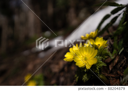 春光下阿多尼斯·拉莫薩廣角鏡頭的特寫鏡頭 88204879