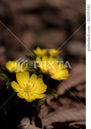 早春開始在山上開花的阿多尼斯·拉莫薩和落下的春天陽光 88205382